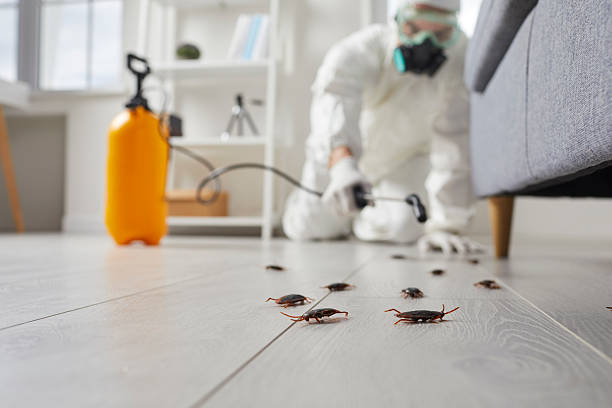 Commercial Rodent Management in Dumbarton